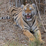 Fake Tiger snarl near Jamni Meadows, Tadoba Andhari Tiger Reserve (image by Mike Watson)