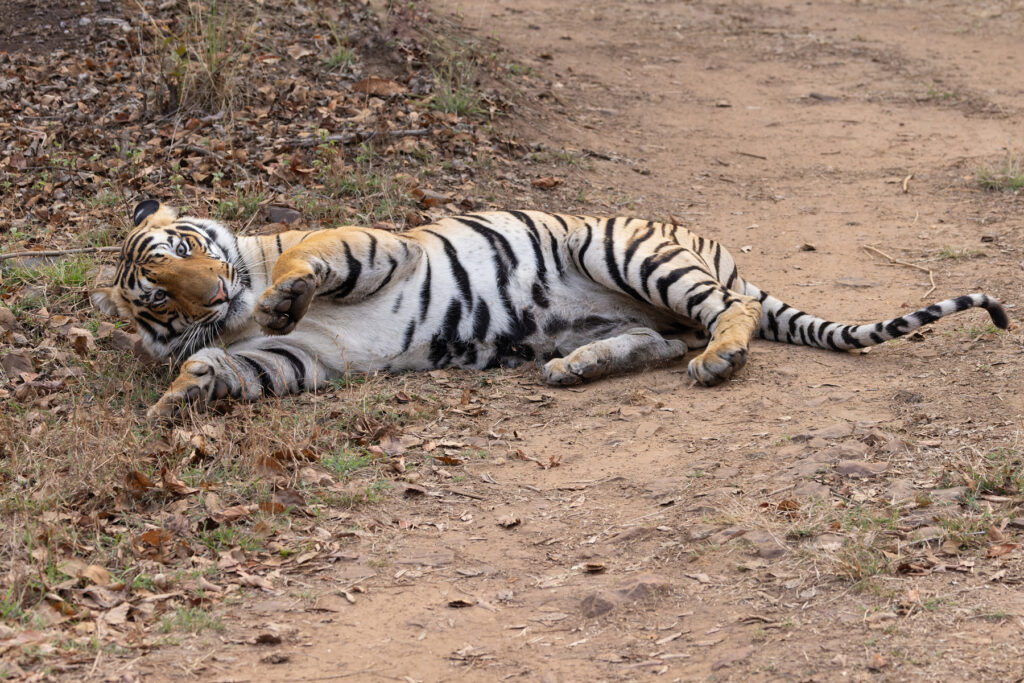 Playful Tiger near Jamna Meadows, Tadoba Andhari Tiger Reserve (image by Mike Watson)