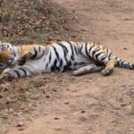 Playful Tiger near Jamna Meadows, Tadoba Andhari Tiger Reserve (image by Mike Watson)