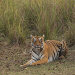 Relaxed Tiger, Jamna Meadows Tadoba Andhari Tiger Reserve (image by Mike Watson)