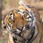 Shaking Tiger, Neemdela Gate, Tadoba Andhari Tiger Reserve (image by Mike Watson)