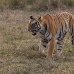 Another genuine Tiger snarl, Jamna Meadows Tadoba Andhari Tiger Reserve (image by Mike Watson)