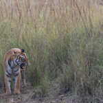 Snarling Tiger, Jamna Meadows Tadoba Andhari Tiger Reserve (image by Mike Watson)
