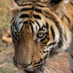 Extreme close-up Tiger, Neemdela Gate Tadoba Andhari Tiger Reserve (image by Mike Watson)