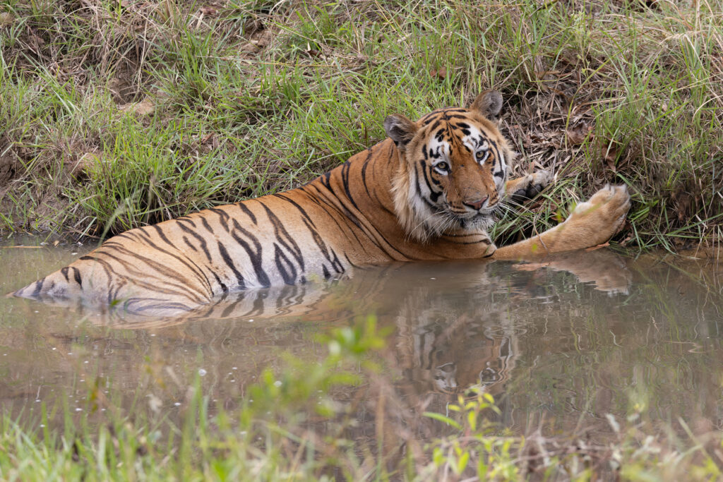 Lothario ‘Y-mark’ takes an afternoon dip in a quiet corner of Tadoba’s Agarzari Zone – FAB-U-LOUS! (image by Mike Watson)