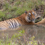 Lothario ‘Y-mark’ takes an afternoon dip in a quiet corner of Tadoba’s Agarzari Zone – FAB-U-LOUS! (image by Mike Watson)