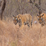 Natural born killers from Neemdela Gate (image by Mike Watson)
