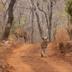 One of these two Tigers is a maneater, having killed two gatemen at Neemdela within the last month, now which one? (image by Mike Watson)