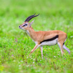 A prime Thomson's gazelle displaying all its strength (image by Oliver Krueger)