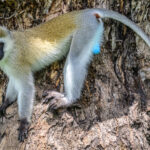 A curious Vervet Monkey. It is definitely a male! (image by Oliver Krueger)