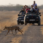 Blackbuck National Park has got to be the easiest place in the world to see Wolves, they do not need a thick winter coat in 40 degrees Celsius! (image by Mike Watson)