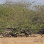 A Wolf chasing Blackbuck at Blackbuck National Park, their favourite prey here (image by Mike Watson)