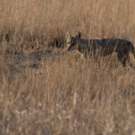 Wolf at Blackbuck National Park (image by Mike Watson)