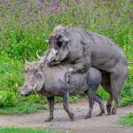 Warthogs copulating are very rarely observed (image by Oliver Krueger)