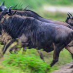 A running Wildebeest, part of a large migration herd on the move in the rain (image by Oliver Krueger)