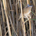A Yellow Bittern retreats back into the shady darkness of a reedbed at Blackbuck Lodge (image by Mike Watson)