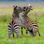 Two male zebra stallions sorting out an argument in zebra style (image by Oliver Krueger)