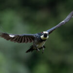 Acorn Woodpecker in flight (image by Inger Vandyke)