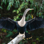 A female Anhinga drying her wings (image by Inger Vandyke)