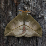When its wings are closed an Automeris moth more closely resembles a leaf (image by Inger Vandyke)