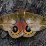 A beautiful Automeris moth with its wings open (image by Inger Vandyke)
