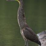 Stately Bare-throated Tiger Heron (image by Inger Vandyke)