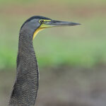 Portrait of a Bare-throated Tiger Heron (image by Inger Vandyke)