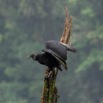A Black Vulture on a tree trunk (image by Inger Vandyke)