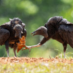 Black Vultures fighting over carrion (image by Inger Vandyke)