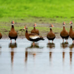 A flock of Black-bellied Whistling Ducks on the Rio Frio (image by Inger Vandyke)