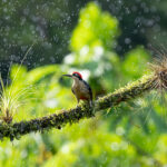 A Black-cheeked Woodpecker enjoys the relief of rain in the Costa Rican heat (image by Inger Vandyke)