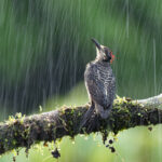 Playing in the rain. Doing a long exposure of creatures in the rain relies on having a very cooperative creature like this Black-cheeked Woodpecker who relished the sudden downpour to cool off (image by Inger Vandyke)