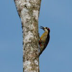 Black-cheeked Woodpecker at a tree (image by Inger Vandyke)