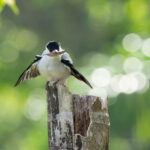 A cute Black-crowned Tityra doing a display with its leaf gift for its female (image by Inger Vandyke)