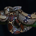 Boa's truly are beautiful snakes (image by Inger Vandyke)