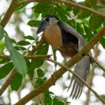 The charismatic Boat-billed Heron is normally a nocturnal species but we found one at a day roost stretching its wings (image by Inger Vandyke)