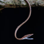 Elegant Brown Vine snake opening its jaws to reveal the beautiful navy blue colouration of its mouth (image by Inger Vandyke)