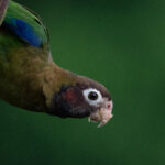 Pretty Brown-hooded Parrot (image by Inger Vandyke)