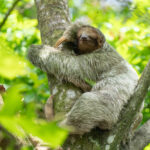 Brown-throated Sloth doing what sloths love best (image by Inger Vandyke)