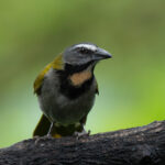 Portrait of a Buff-throated Saltator (image by Inger Vandyke)