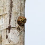 A Central American Pygmy Owl peers out from his nesting hole (image by Inger Vandyke)