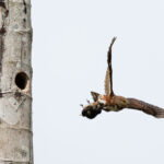 A Central American Pygmy Owl flies off from his nesting hole with his hapless Black-throated Wren (image by Inger Vandyke)