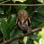 A Central American Pygmy Owl with his prey of Black-throated Wren (image by Inger Vandyke)