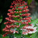 Gigantic Clerodendrum Flower (image by Inger Vandyke)