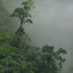 Trees pierce the mist of Costa Rica's rainforests (image by Inger Vandyke)