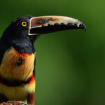 Portrait of a Collared Aracari. Look at that serrated bill! (image by Inger Vandyke)