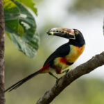 A cheeky Collared Aracari with his fruit breakfast (image by Inger Vandyke)