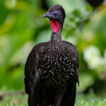 Portrait of a male Crested Guan (image by Inger Vandyke)