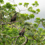 A Crested Guan pair in the Cecropia trees that characterise the middle altitude mist forests in Costa Rica (image by Inger Vandyke)