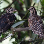 A pair of Great Curassow chicks. Even when they are little you an tell the males and females apart (image by Inger Vandyke)
